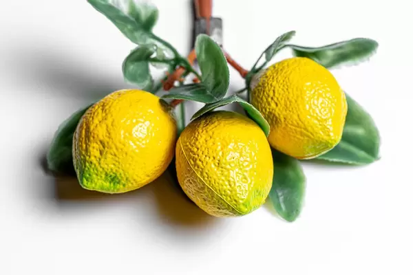 Fridge magnets yellow lemons on a white background