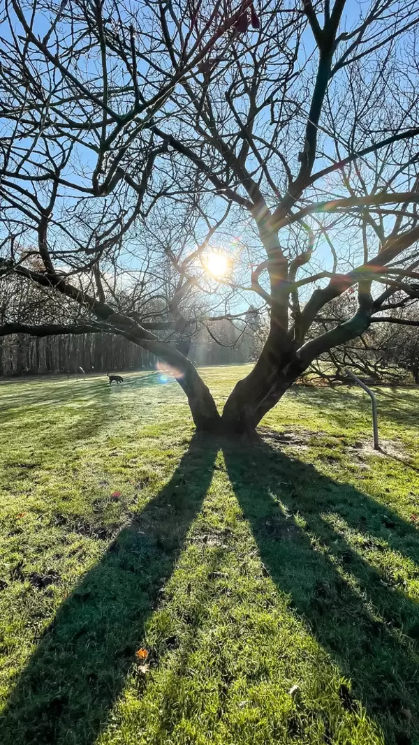 Friedenswald in Cologne, Germany. Winter sun forms long shadows of a tree with bare branches