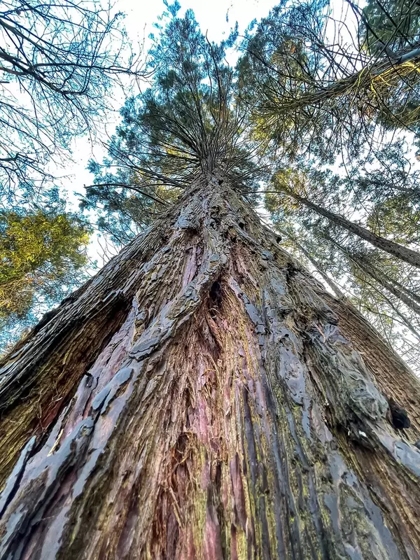 Friedenwald in Cologne: close-up of a tree from below with detail of the tree trunk