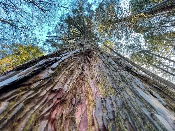 Friedenwald in Köln: Nahaufnahme eines Baumes von unten mit Detail vom Baumstamm