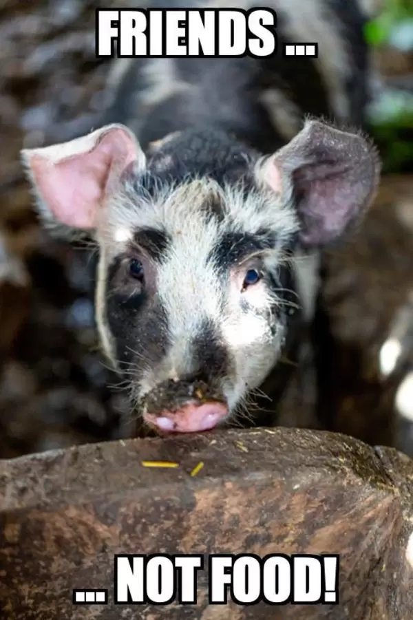 friends ... not food!