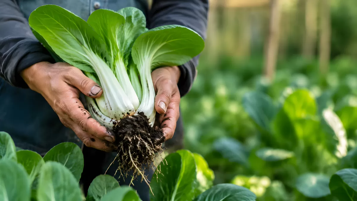 Frisch geernteter Pak Choi mit Wurzeln im Beet