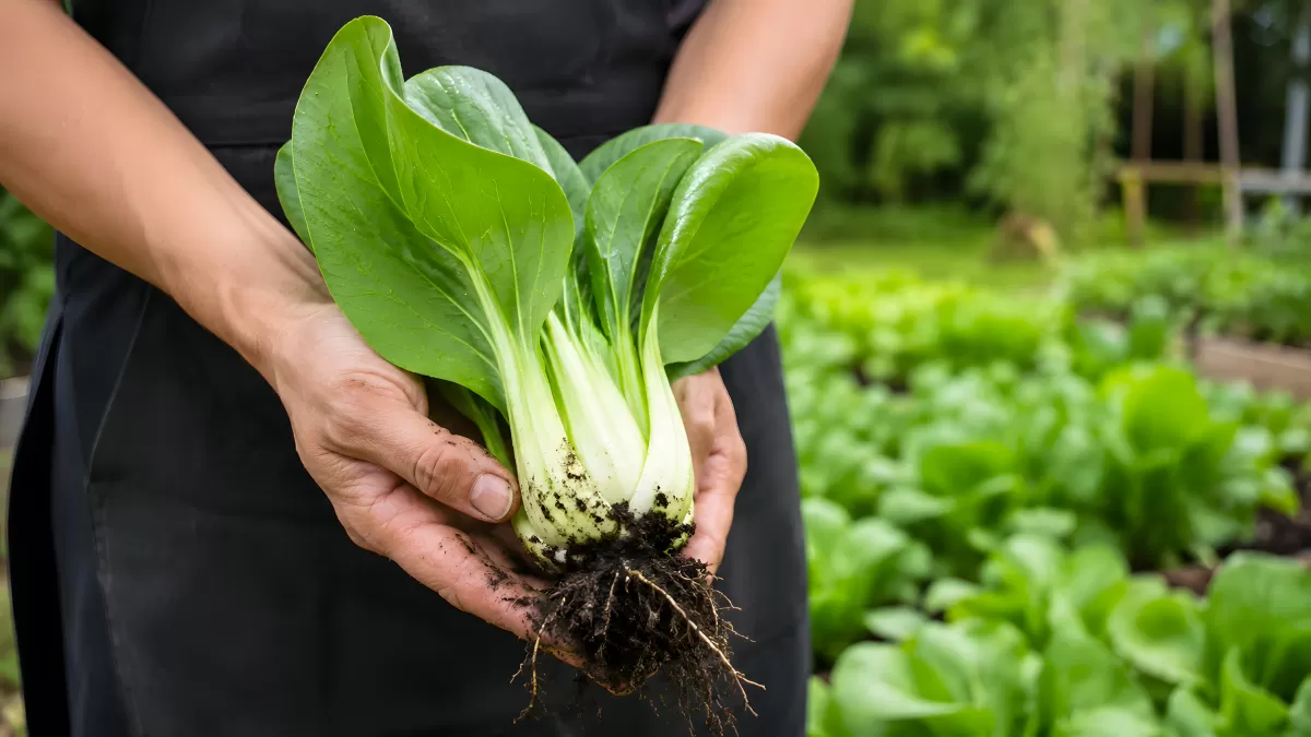 Frisch geernteter Pak Choi mit Wurzeln im Garten