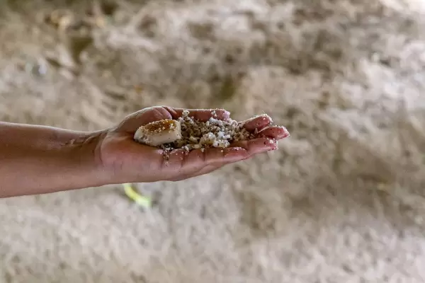 Frisch gemahlene Kokosnuss-Raspeln auf Frauenhand vor weißem Sandstrand der Seychellen