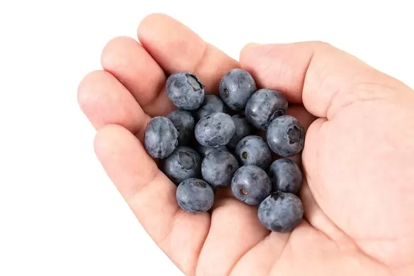 Frisch gepflückte Blaubeeren in einer Hand vor weißem Hintergrund