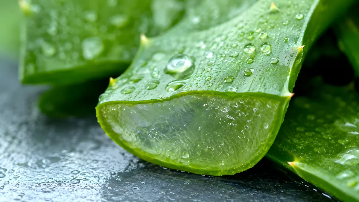 Frische Aloe-Vera-Blätter mit Gel in Nahaufnahme