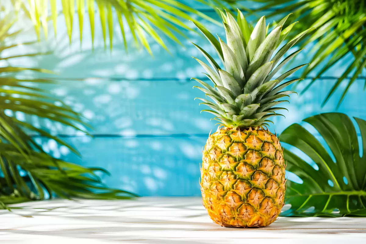 Frische Ananas vor türkisem Hintergrund mit Palmblättern