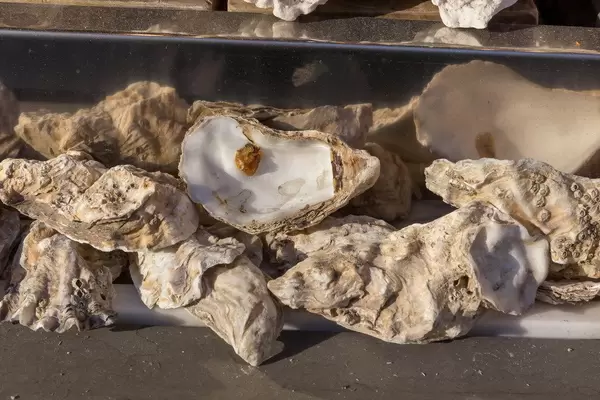 Frische Austern am Markt