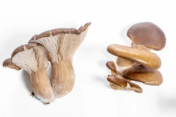 Frische Austernpilze auf weißem Hintergrund in obene Aufnahme