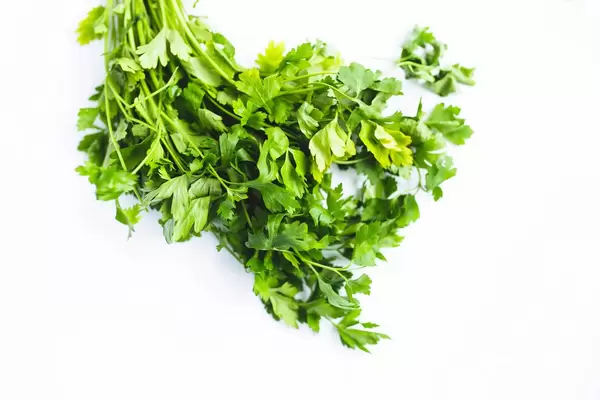 Frische Blattpetersilie aus dem Garten in Makroaufnahme