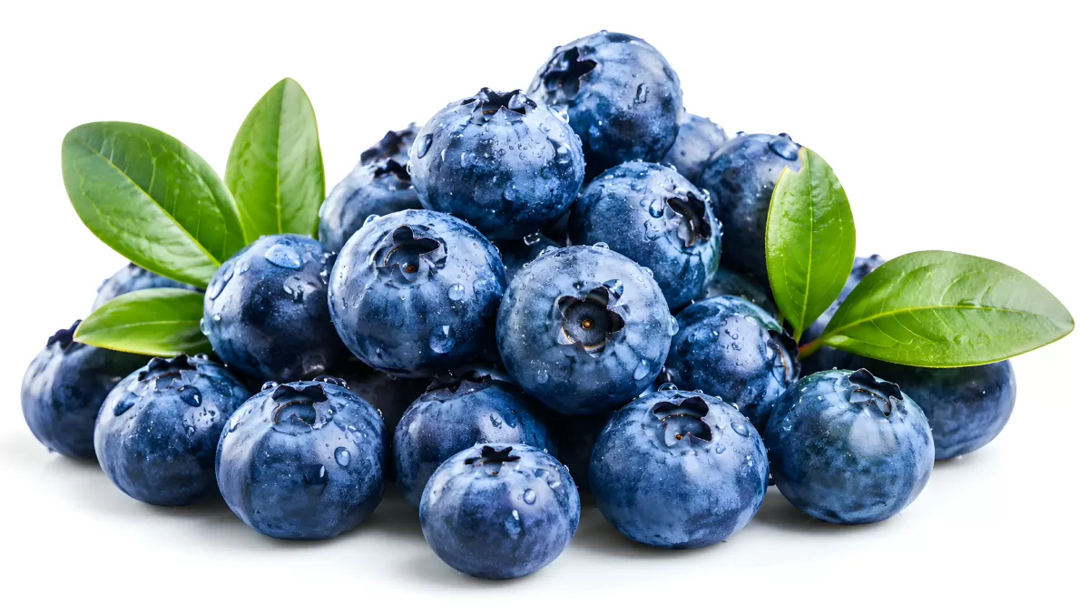 Frische Blaubeeren mit Wassertropfen auf weißem Grund