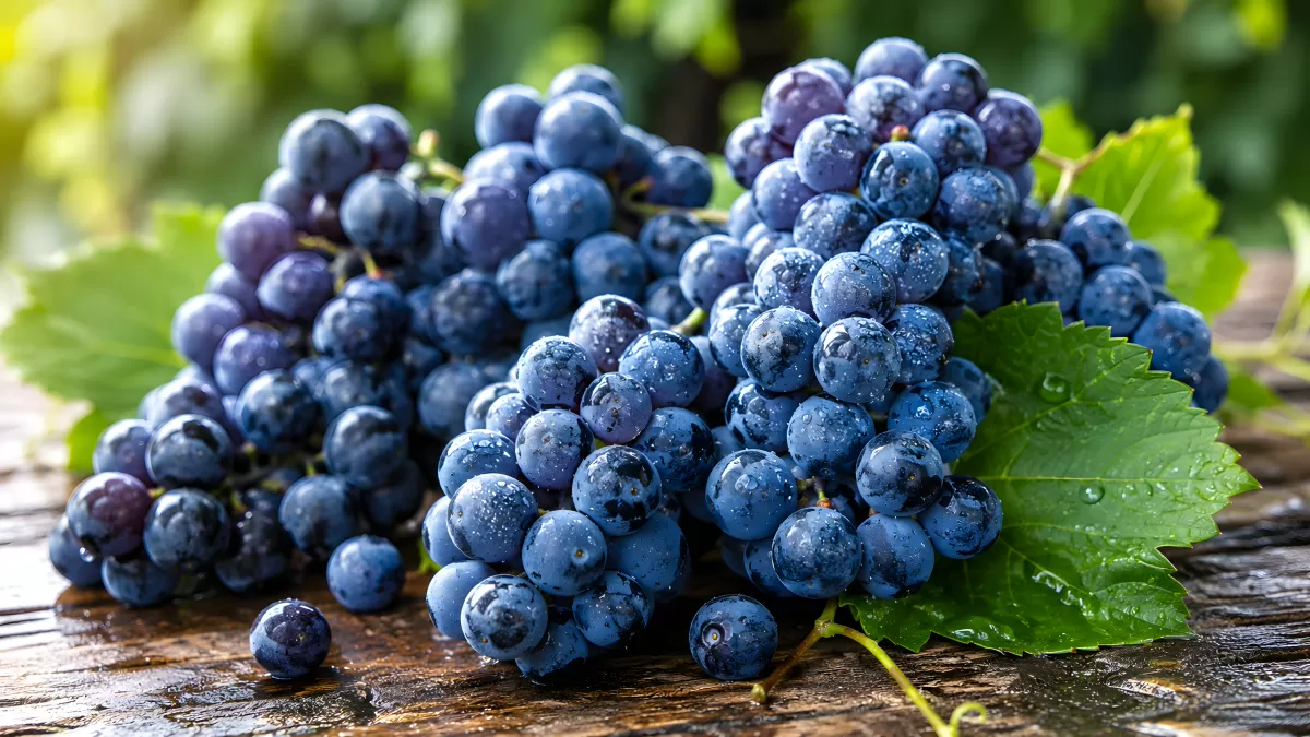 Frische blaue Weintrauben auf rustikalem Holz