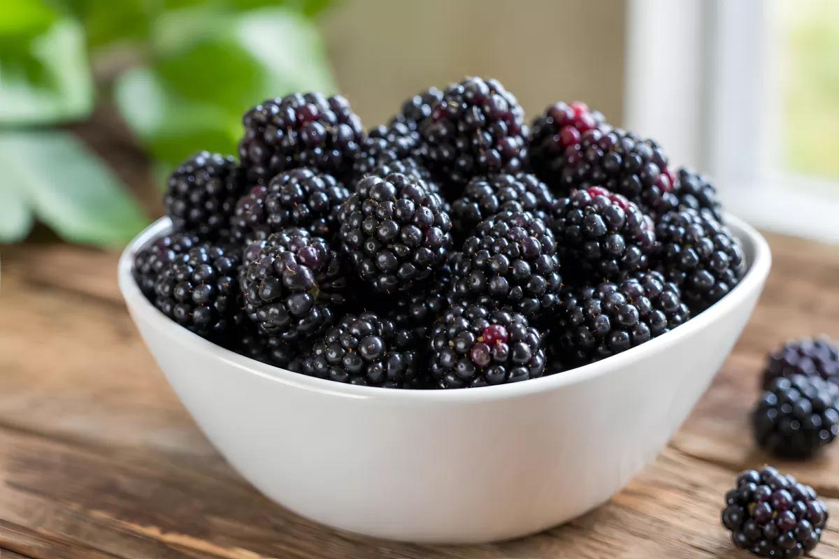 Frische Brombeeren in weißer Schüssel auf Holztisch