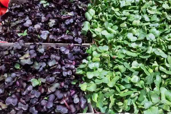 Frische deutsche Rote Rettich Kresse im Supermarkt