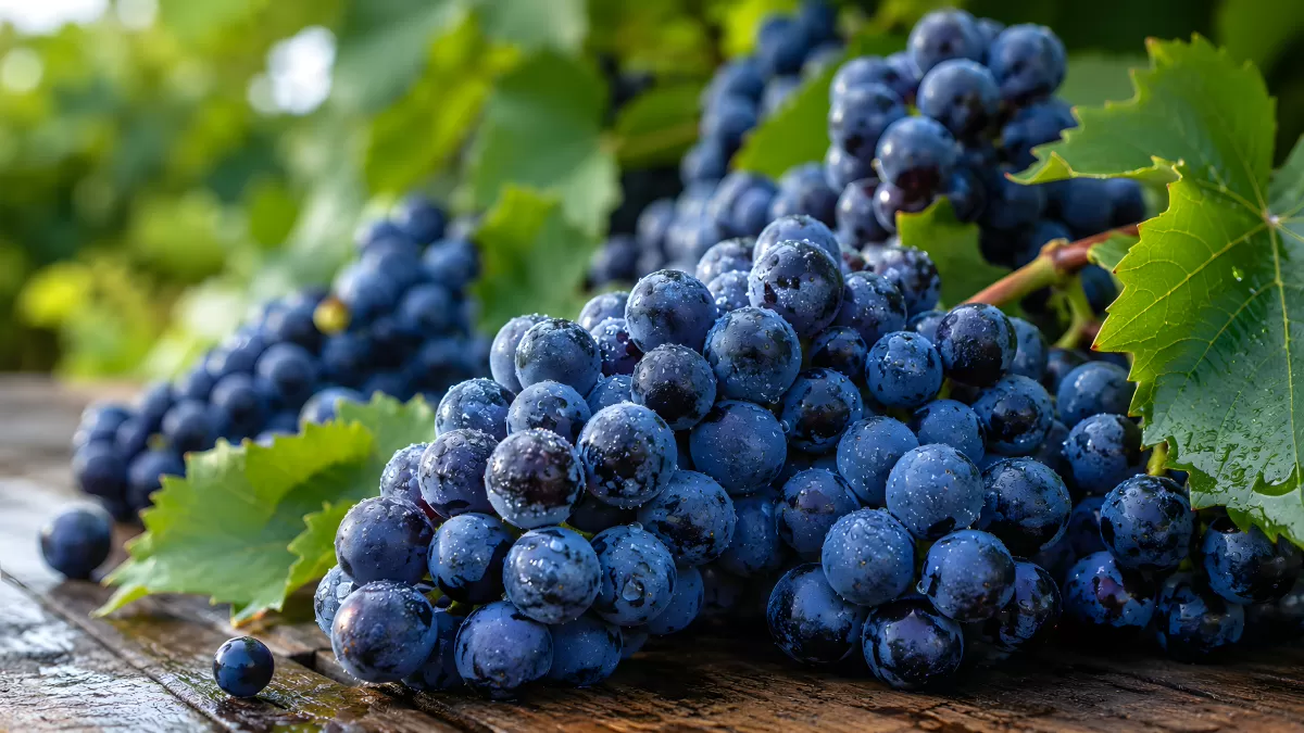 Frische dunkelblaue Weintrauben auf Holztisch