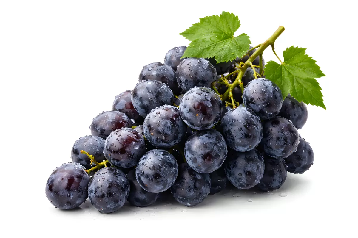 Frische dunkle Weintrauben mit Wassertropfen