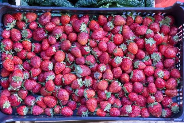 Frische Erdbeeren in Gemüsekiste am Timeout Market in Lissabon