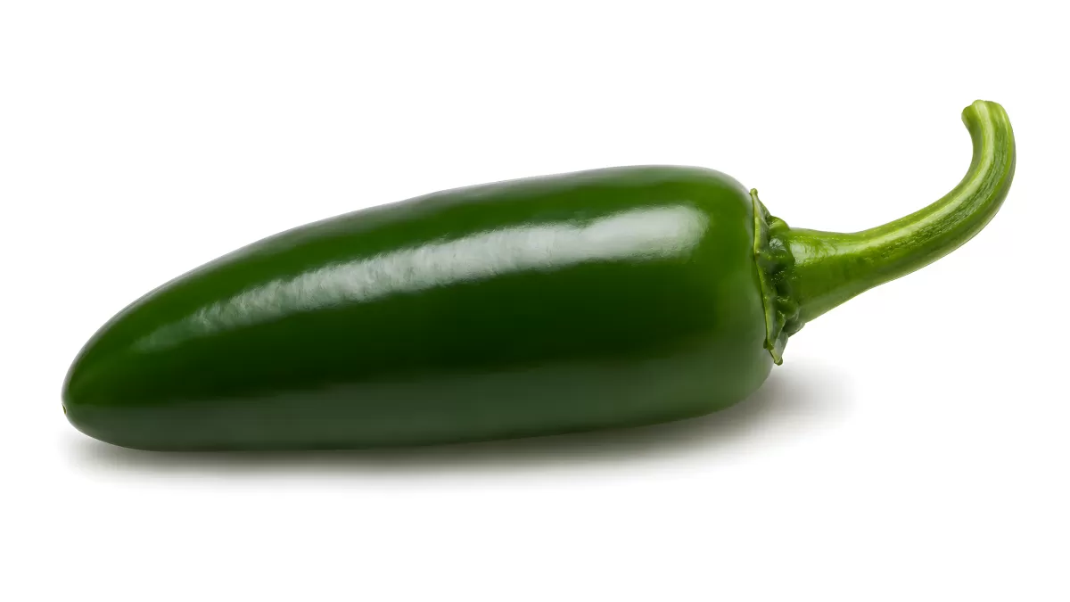 Frische grüne Jalapeño-Schote auf weißem Hintergrund