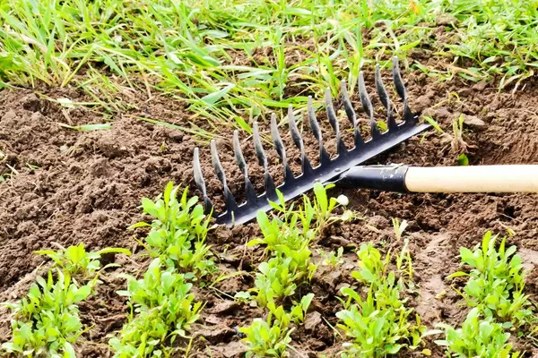 Frische Grüns im Garten