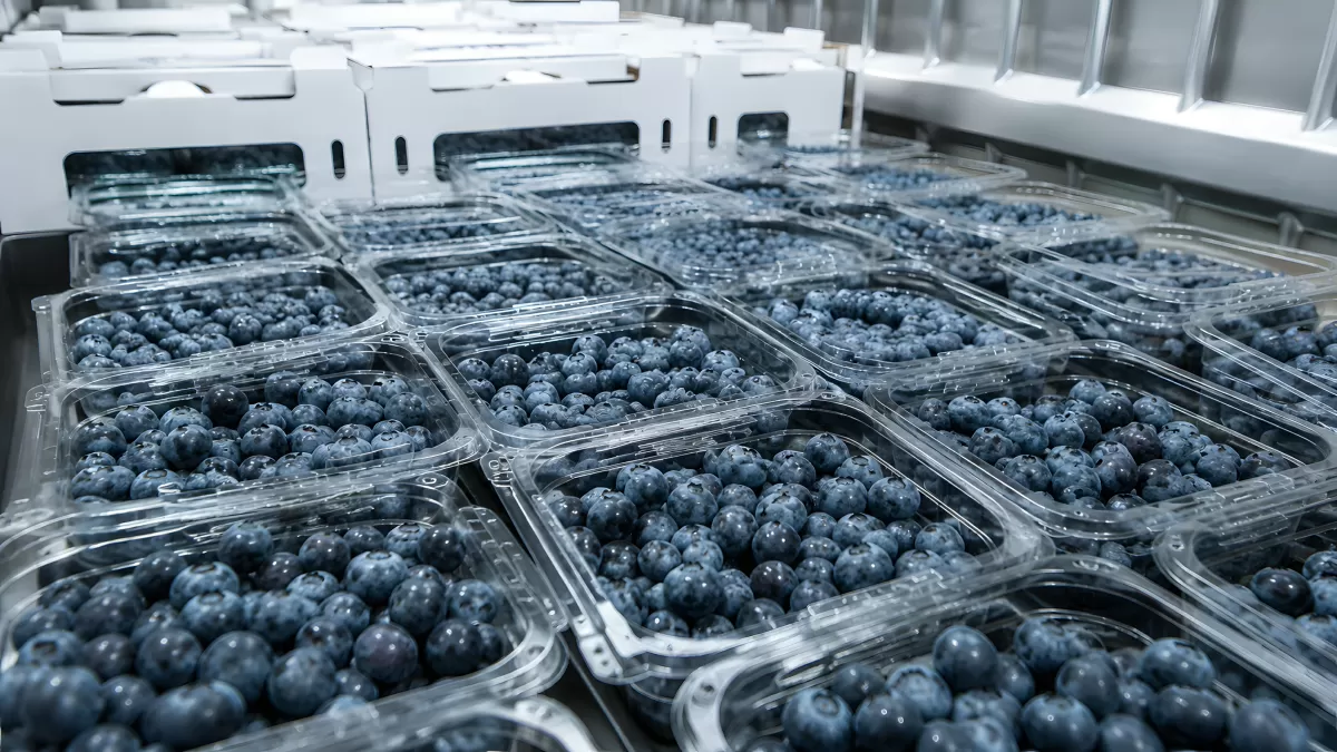Frische Heidelbeeren in Klarsichtverpackungen auf Förderband — Bild kostenlos herunterladen