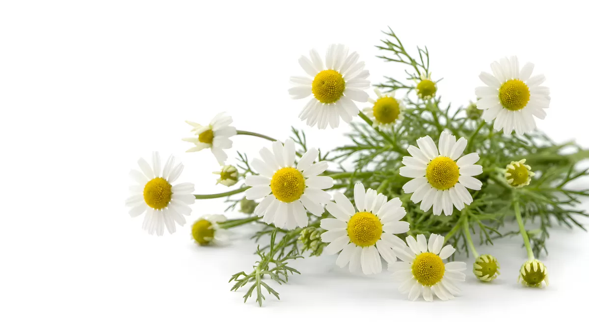 Frische Kamillenblüten auf weißem Hintergrund