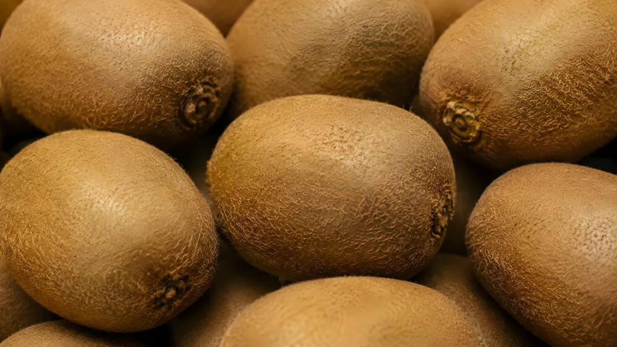 Frische Kiwis in Nahaufnahme – braune Schale