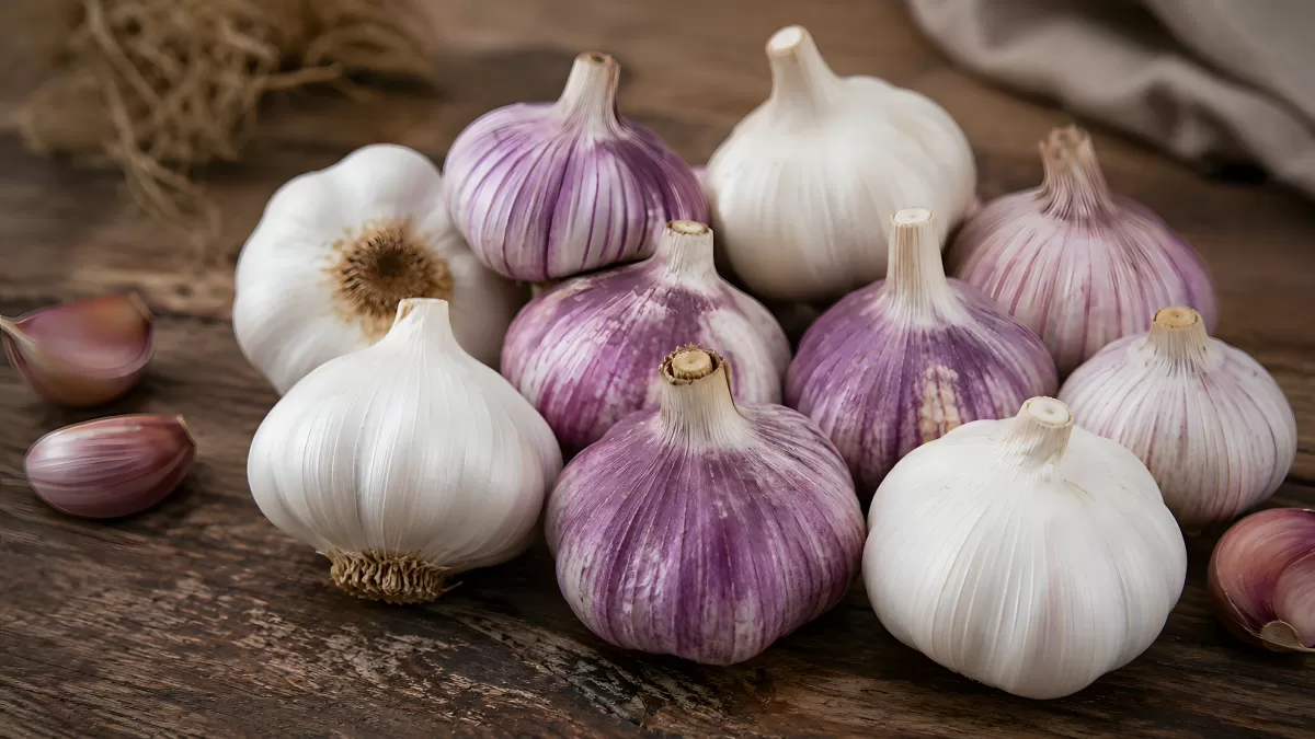 Frische Knoblauchknollen auf rustikalem Holztisch