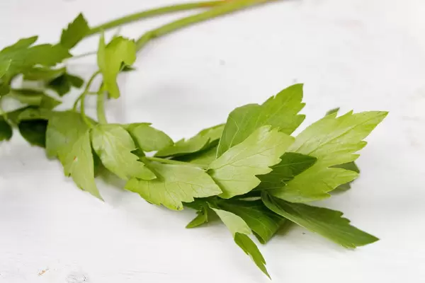 Frische Kräuter / Fresh spices and herbs