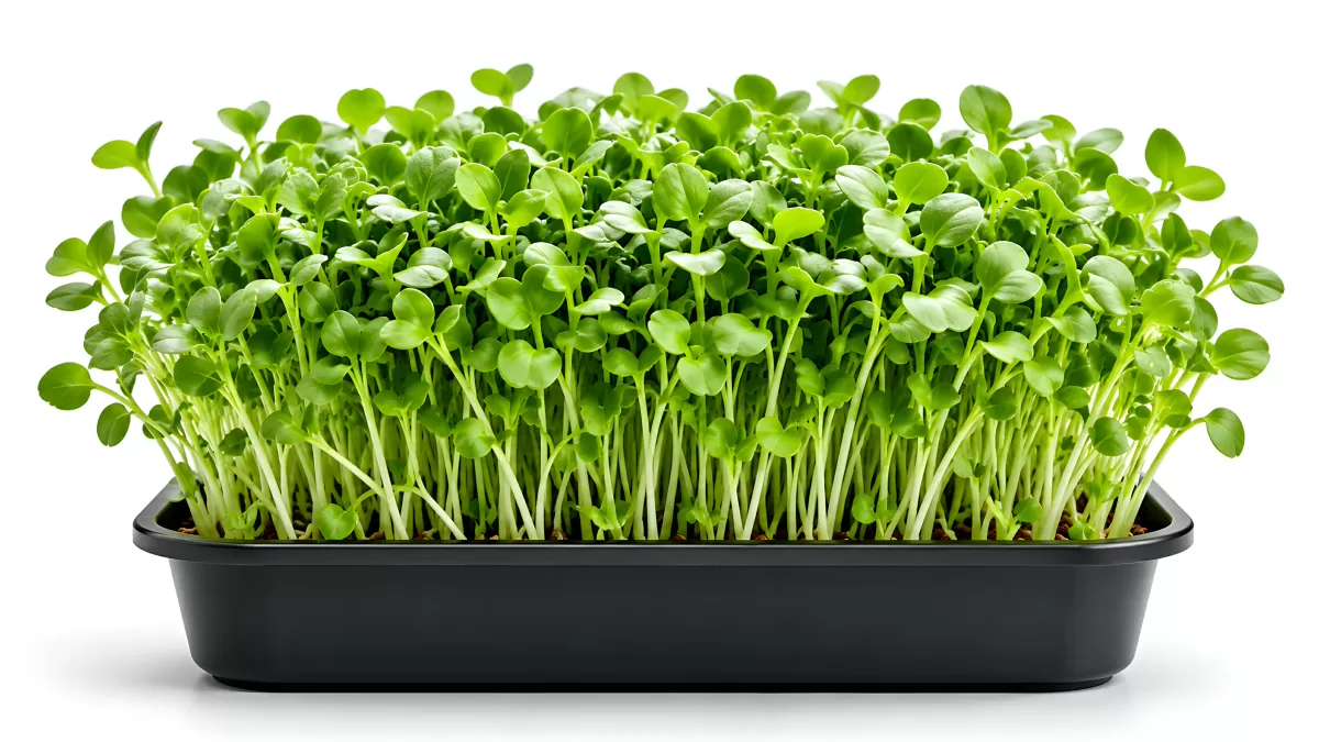 Frische Microgreens in schwarzer Anzuchtschale