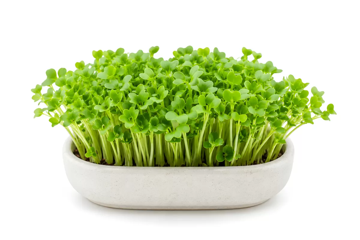 Frische Microgreens in weißer Schale auf hellem Grund