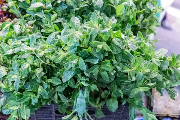 Frische Minzblätter und ganze Minze im Topf als Gewürz wird in der Mercat de la Boqueria in Barcelona, Spanien, verkauft
