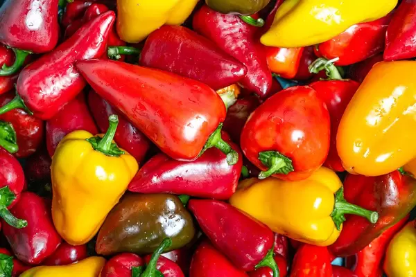 Frische, reife Paprika in gelb und rot als Hintergrundbild