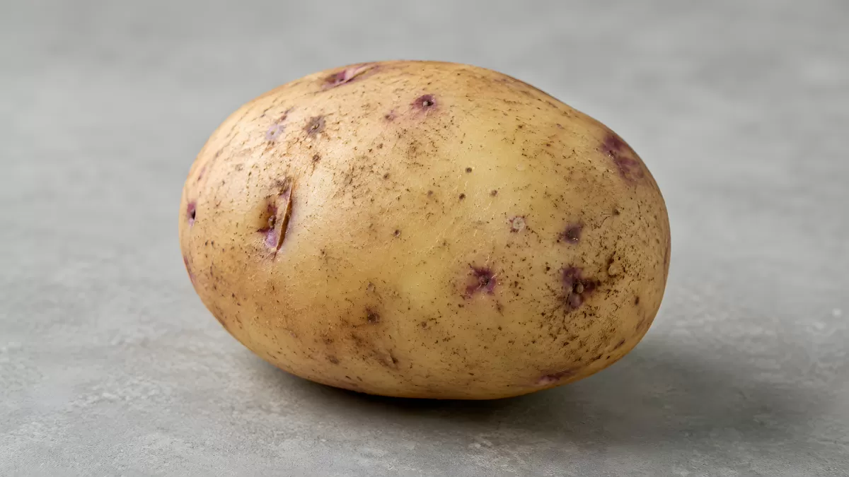 Frische rohe Kartoffel auf grauem Untergrund