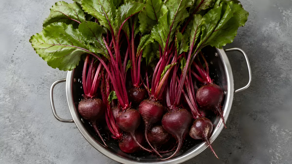 Frische rote Beete mit Blättern im Sieb