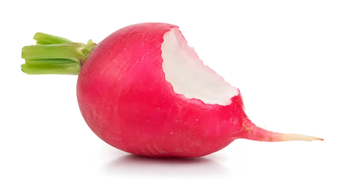 Frische rote Radieschen mit Biss auf weißem Hintergrund