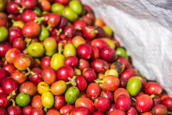 Frische, rote und grüne Kaffeebohnen in weißem Sack