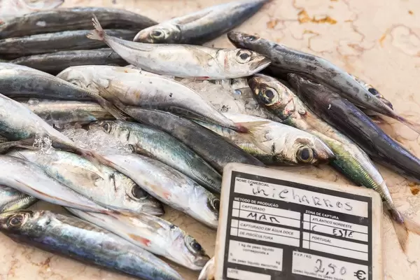 Frische Sardinen