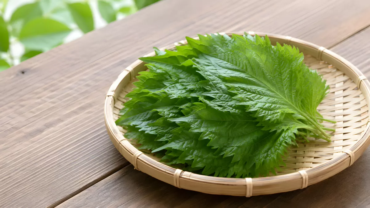 Frische Shiso-Blätter auf einem Bambuskorb