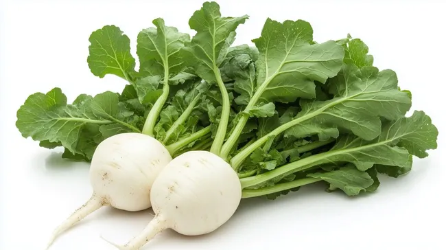Frische weiße Rüben mit grünen Blättern
