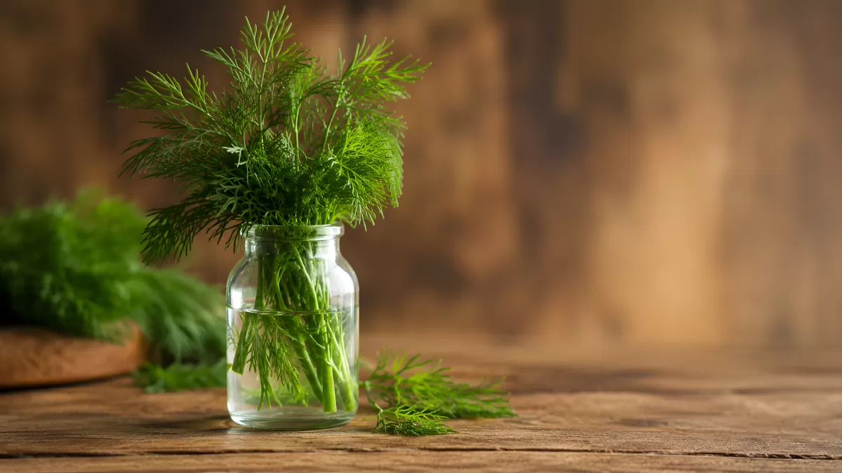 Frischer Dill im Glas auf rustikalem Holztisch