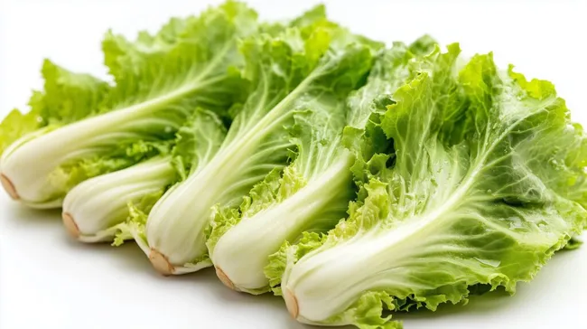 Frischer grüner Endiviensalat auf weißem Hintergrund