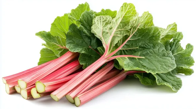 Frischer grüner Rhabarber mit rosa Stielen