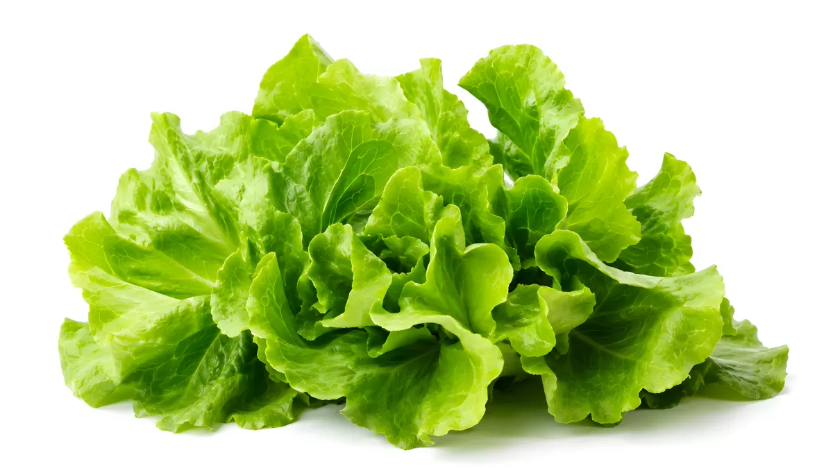 Frischer grüner Salat auf weißem Hintergrund