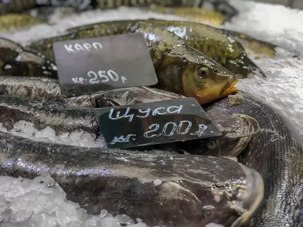 Frischer Karpfen und Wels am Danilovsky Market in Moskau
