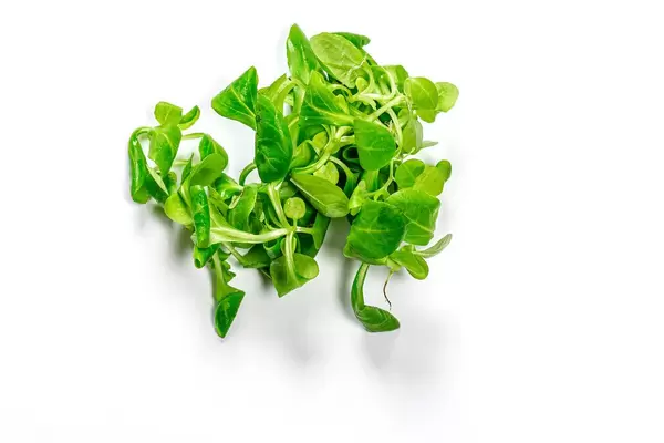 Frischer Mikrogrün Maissalat auf weißem Hintergrund in der Draufsicht