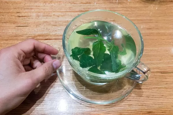 Frischer Minztee