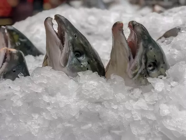 Frischer mit Eis gekühlter Fisch auf dem Danilovsky Market in Moskau