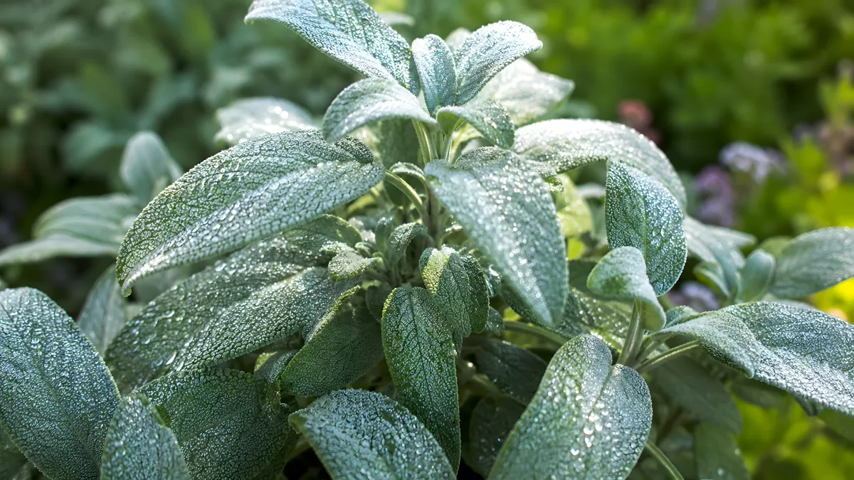 Frischer Salbei mit Wassertropfen im Kräutergarten