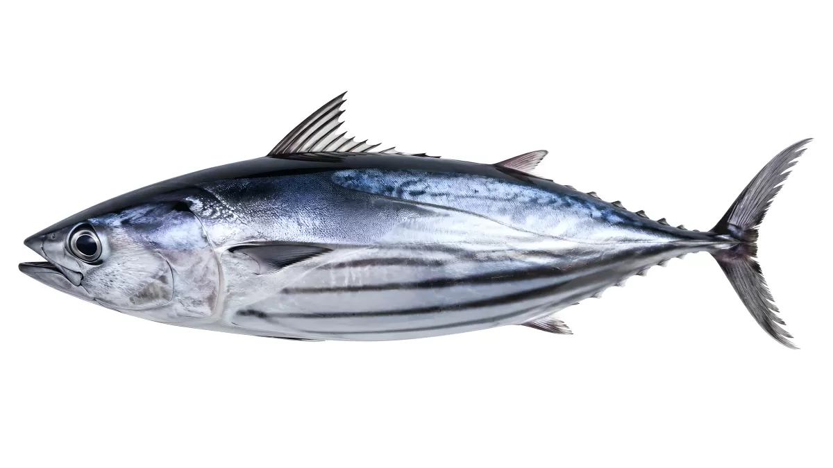 Frischer Thunfisch in Seitenansicht auf weißem Hintergrund