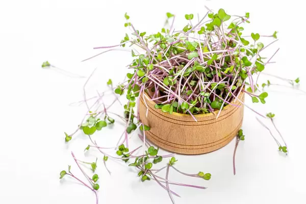 Frisches Mikrogrün-Kohl in einer kleinen Holzschale - Das Konzept eines gesunden, vitaminreichen Salats